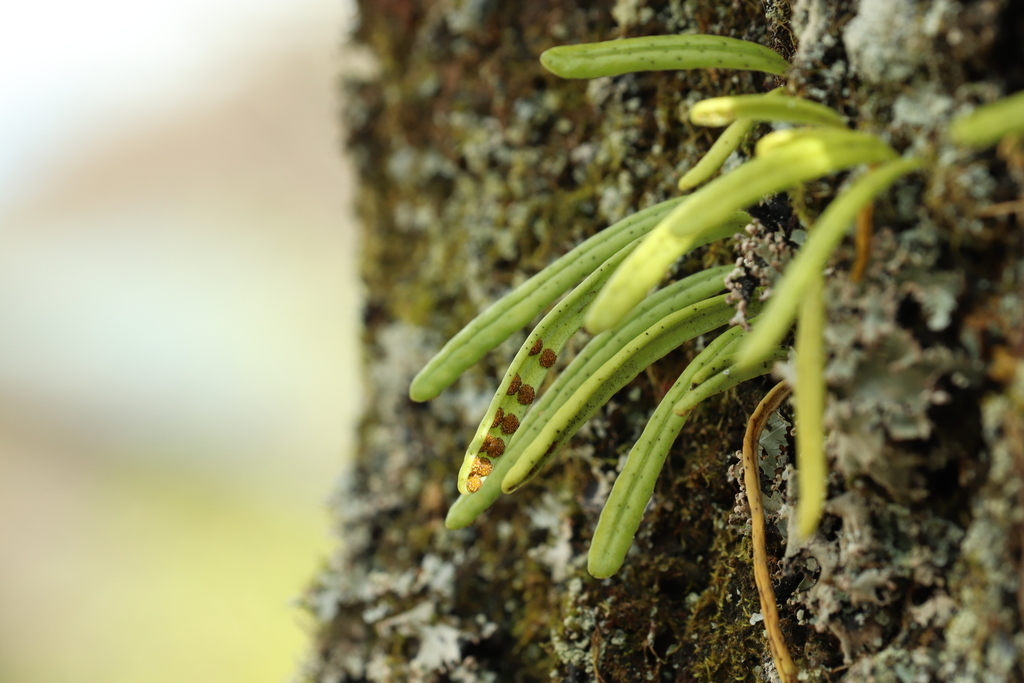 Lepisorus onoei (Lepisorus onoei)