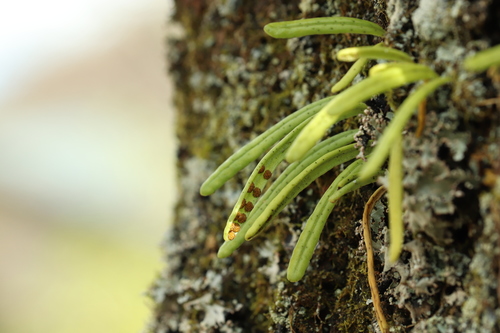Lepisorus onoei (Lepisorus onoei)