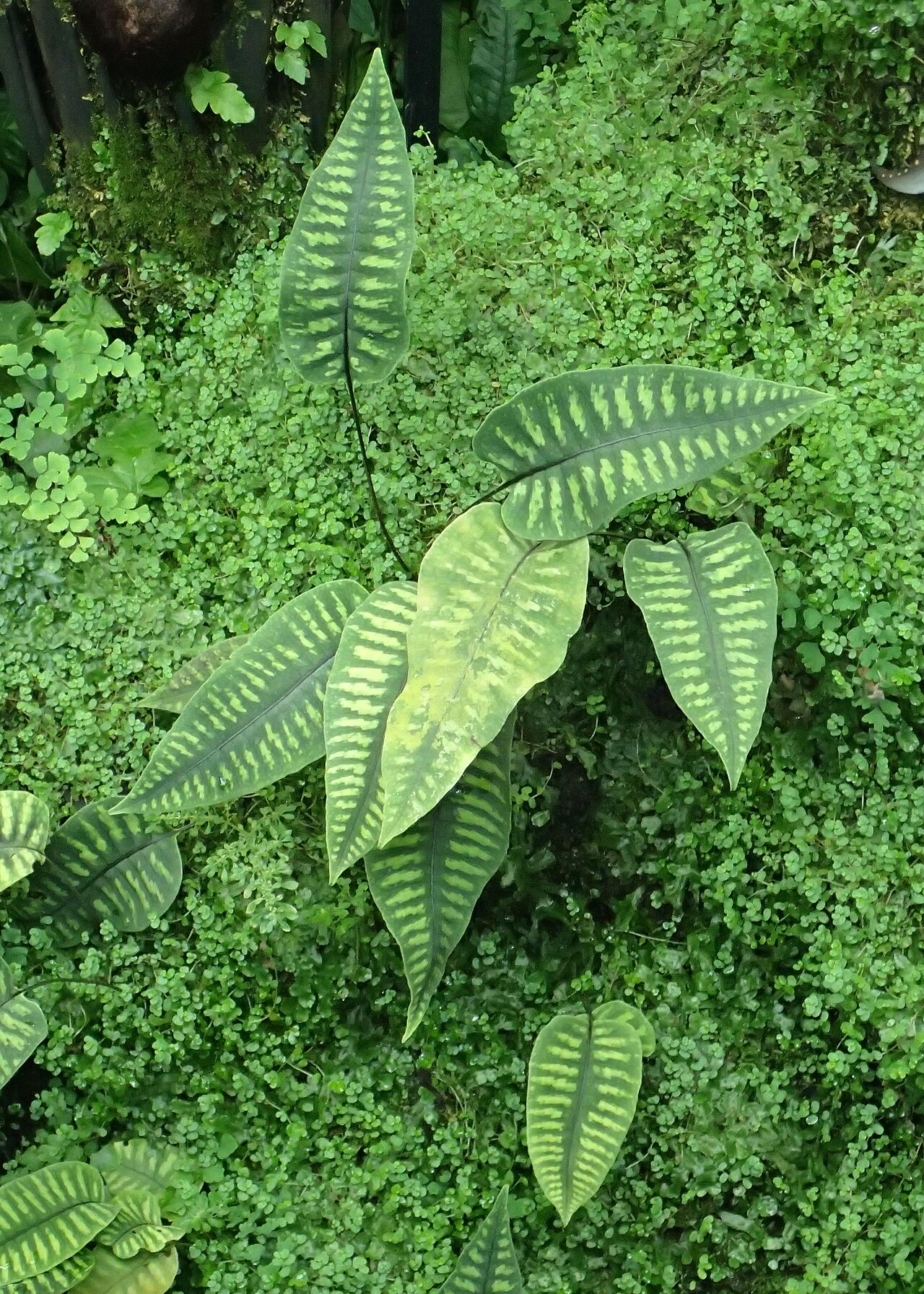 Lepisorus ovatus: Neolepisorus ovatus in Lincoln Park Conservatory in Chicago