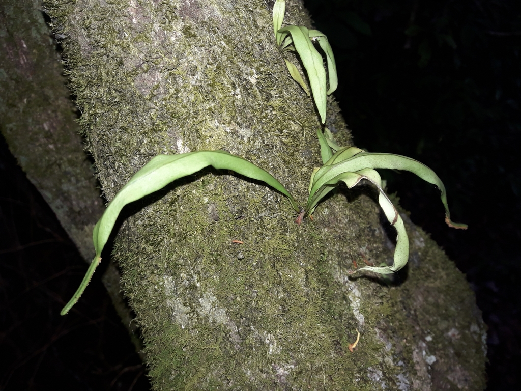 Lepisorus spicatus (Lepisorus spicatus)