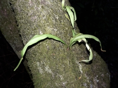 Lepisorus spicatus (Lepisorus spicatus)