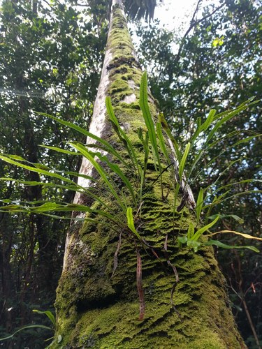 Weeping fern (Lepisorus thunbergianus)