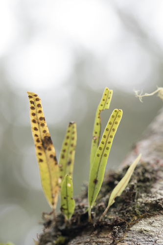Weeping fern (Lepisorus thunbergianus)