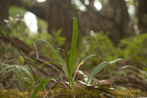 Weeping fern (Lepisorus thunbergianus)