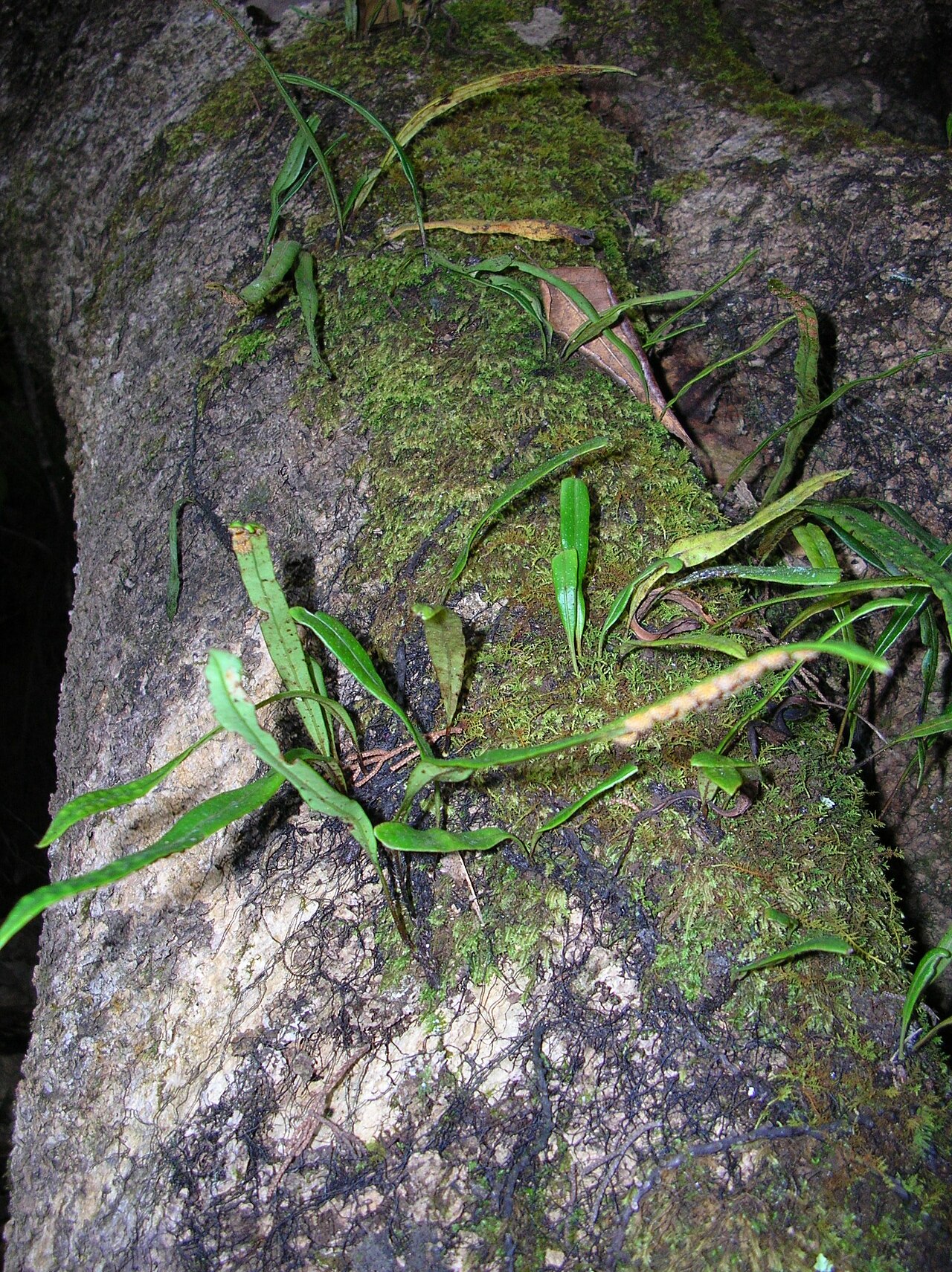 Weeping fern: Lepisorus thunbergianus (Plum trail). Location: Maui, Polipoli