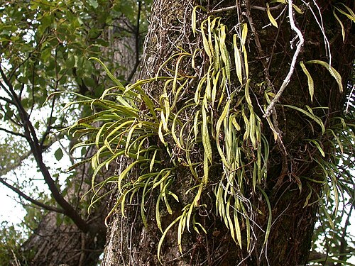 Weeping fern: Lepisorus thunbergiana (Japanese name;Nokisinobu) Date;2007,1,27.Shirahama town,Wakayama Pref. Japan Author;Keisotyo
