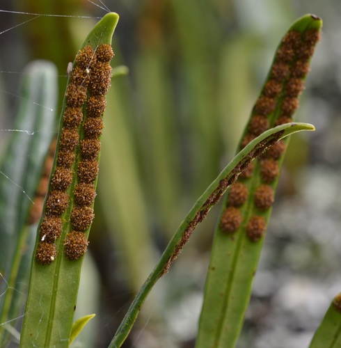 Weeping fern (Lepisorus thunbergianus)