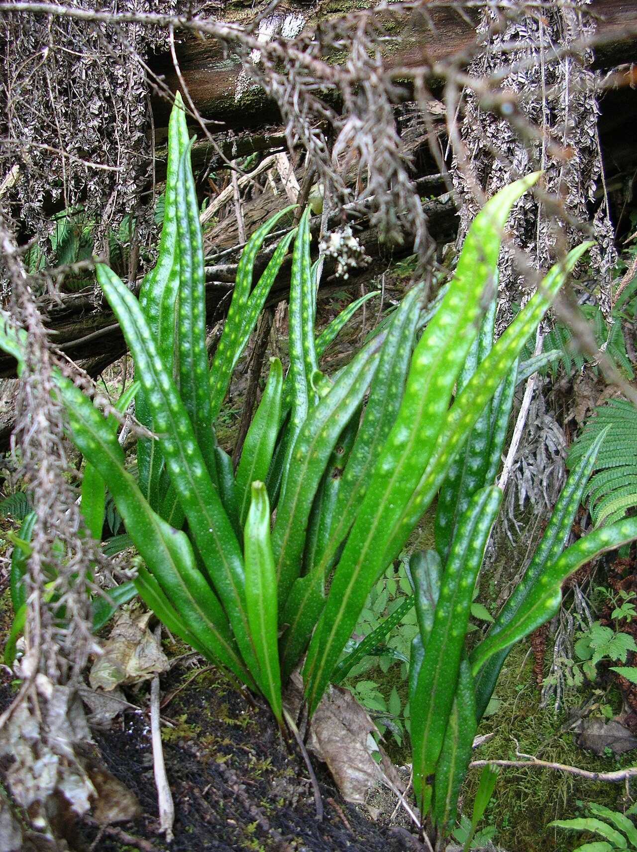 Weeping fern: Lepisorus thunbergianus (habit). Location: Maui, Polipoli