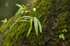 Weeping fern (Lepisorus thunbergianus)
