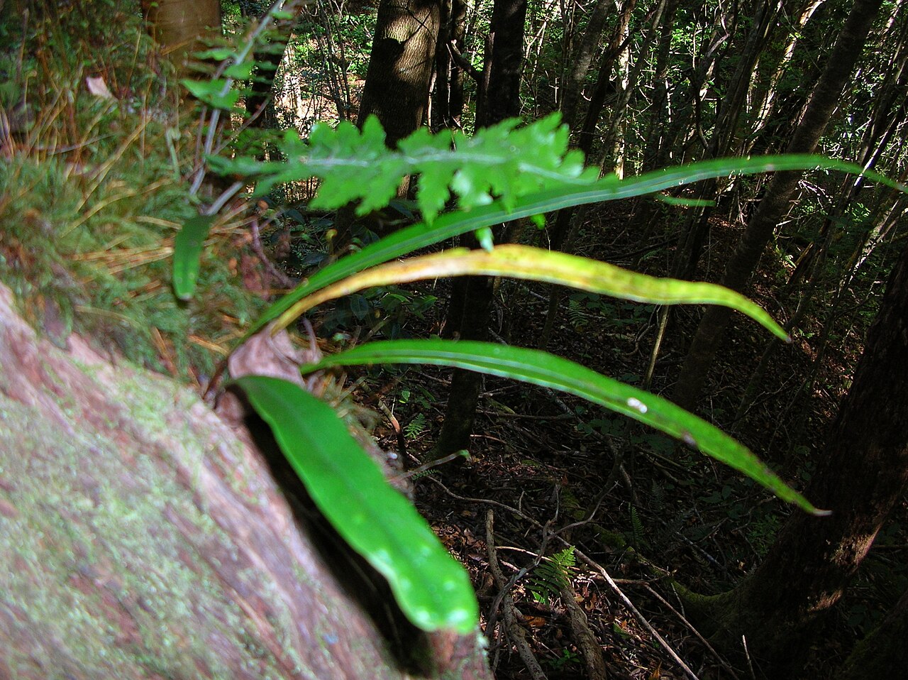 Weeping fern: Lepisorus thunbergianus (habit). Location: Maui, Makawao Forest Reserve