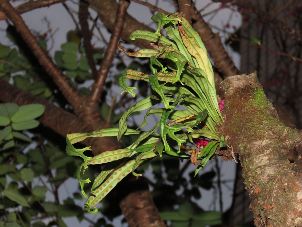 Weeping fern (Lepisorus thunbergianus)