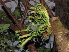 Weeping fern (Lepisorus thunbergianus)