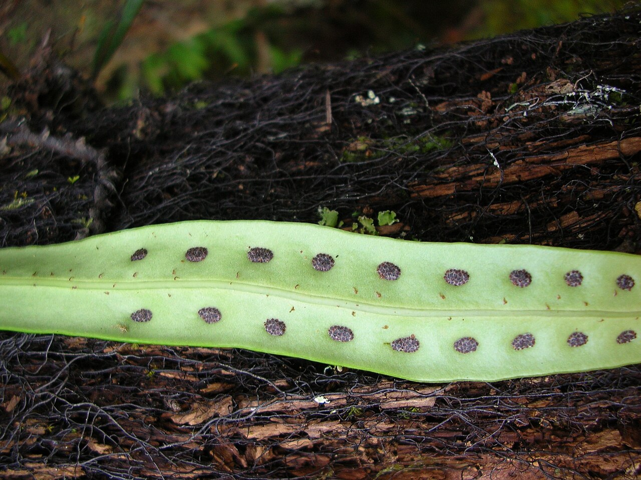 Weeping fern: Lepisorus thunbergianus (sori). Location: Maui, Polipoli