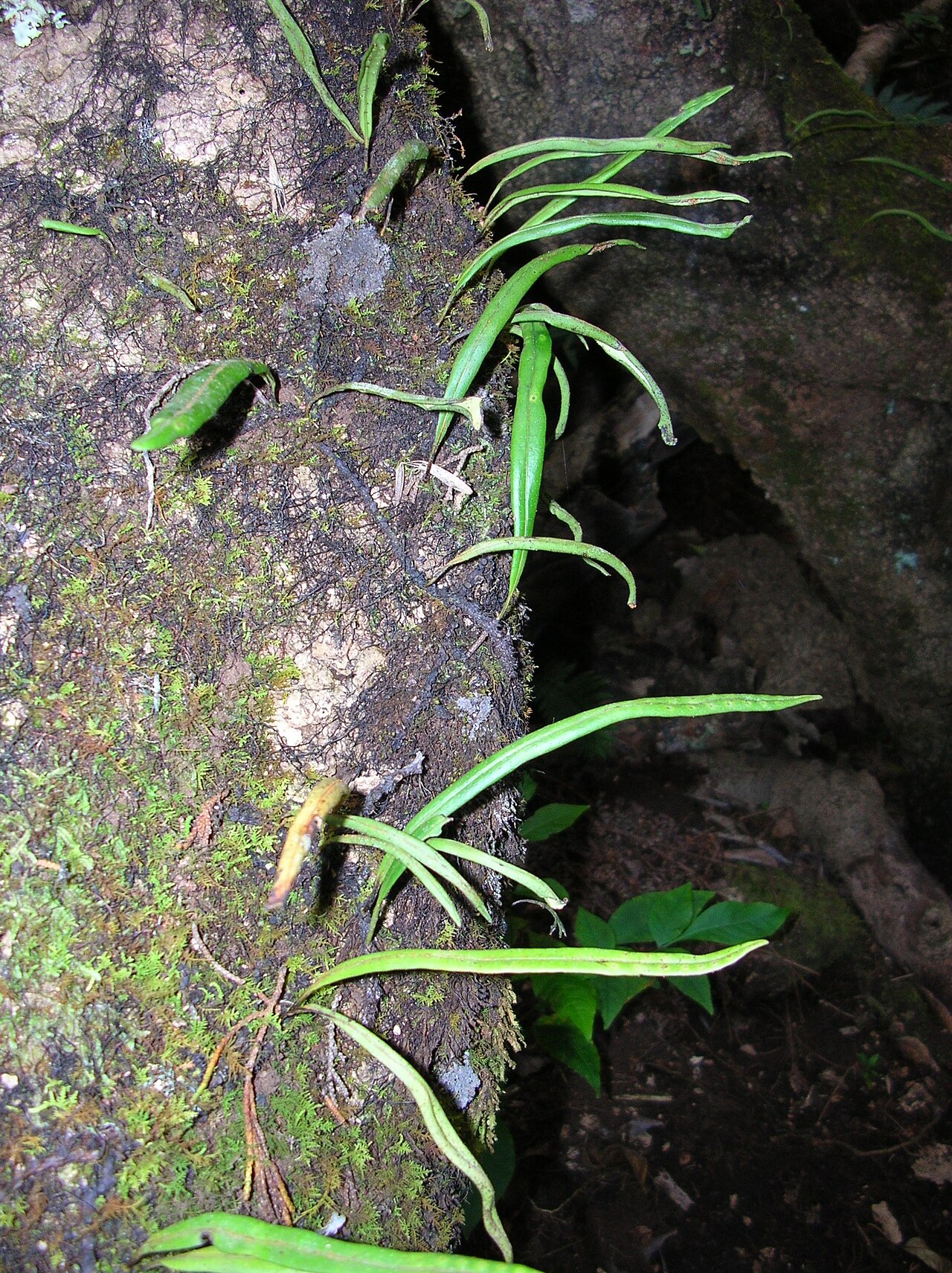 Weeping fern: Lepisorus thunbergianus (Plum trail). Location: Maui, Polipoli