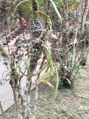 Lepisorus tosaensis (Lepisorus tosaensis)