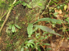 Lepisorus tosaensis (Lepisorus tosaensis)