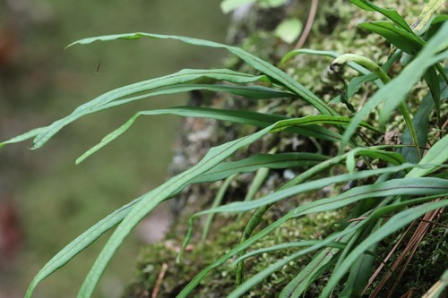 Lepisorus ussuriensis (Lepisorus ussuriensis)