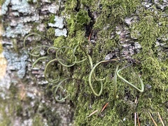 Lepisorus ussuriensis (Lepisorus ussuriensis)