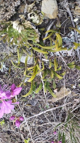 Lepisorus ussuriensis (Lepisorus ussuriensis)