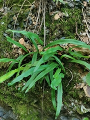 Lepisorus ussuriensis (Lepisorus ussuriensis)