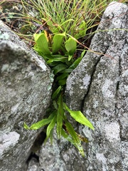 Lepisorus ussuriensis (Lepisorus ussuriensis)