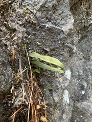 Lepisorus ussuriensis (Lepisorus ussuriensis)