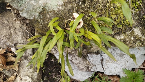 Lepisorus ussuriensis (Lepisorus ussuriensis)
