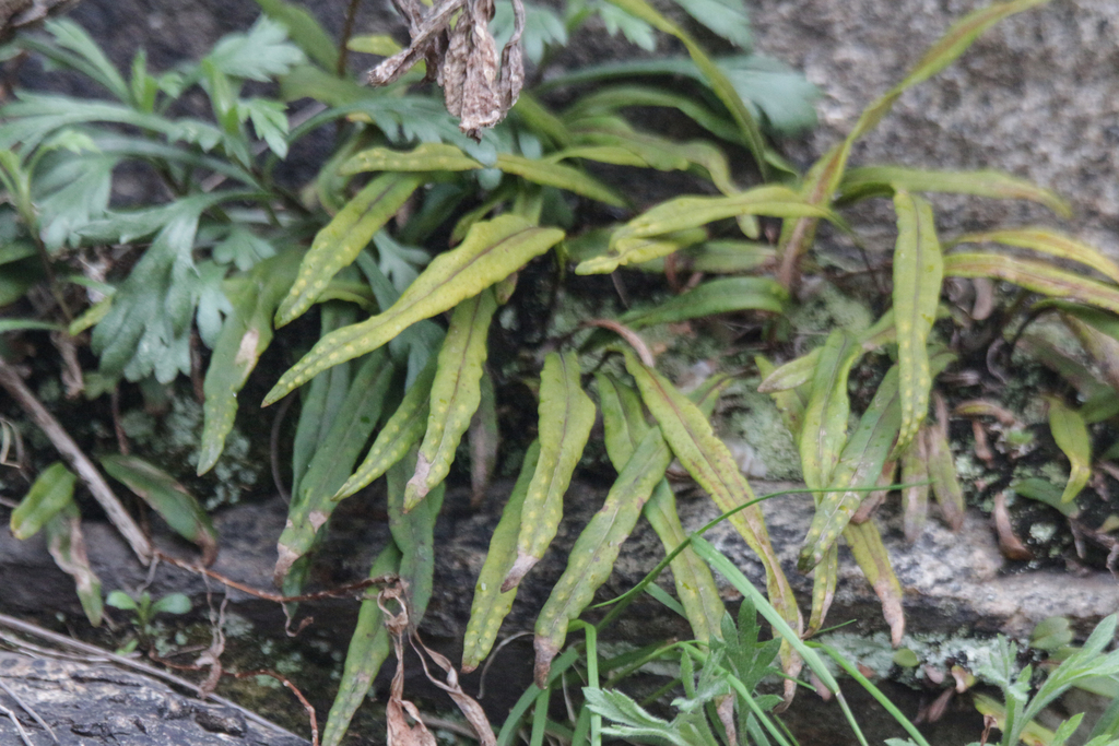 Lepisorus ussuriensis (Lepisorus ussuriensis)