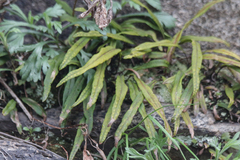 Lepisorus ussuriensis (Lepisorus ussuriensis)