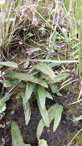 Lepisorus ussuriensis (Lepisorus ussuriensis)