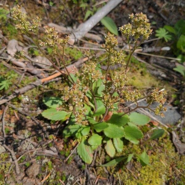Fireleaf leptarrhena (Leptarrhena pyrolifolia)
