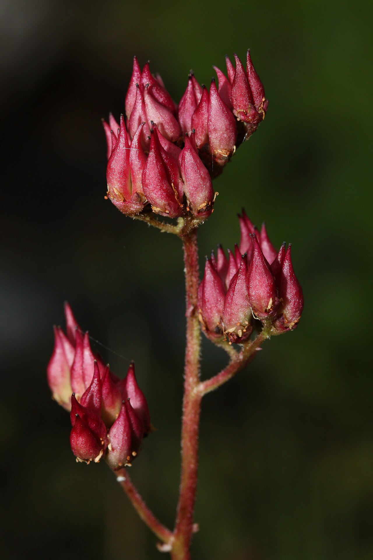 Fireleaf leptarrhena: Leatherleaf Saxifrage, Fireleaf Leptarrhena, Pearleaf