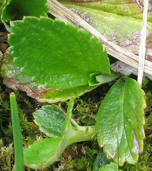 Fireleaf leptarrhena: Leptarrhena pyrolifolia , Balu Pass Trail, Glacier National Park, B. C., Canada
