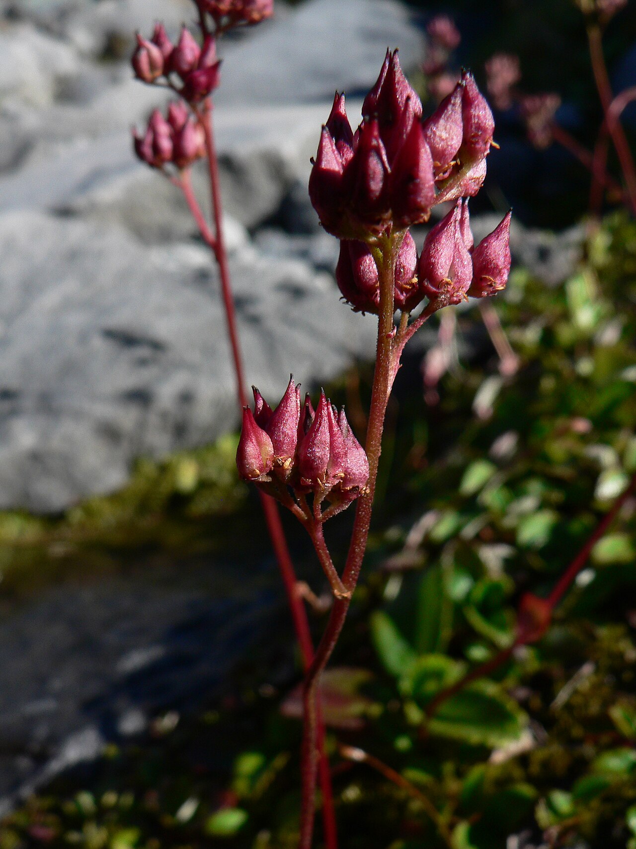 Fireleaf leptarrhena: Leatherleaf Saxifrage