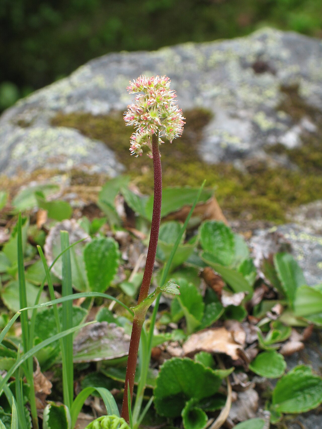 Fireleaf leptarrhena: Leptarrhena pyrolifolia , Balu Pass Trail, Glacier National Park, B. C., Canada