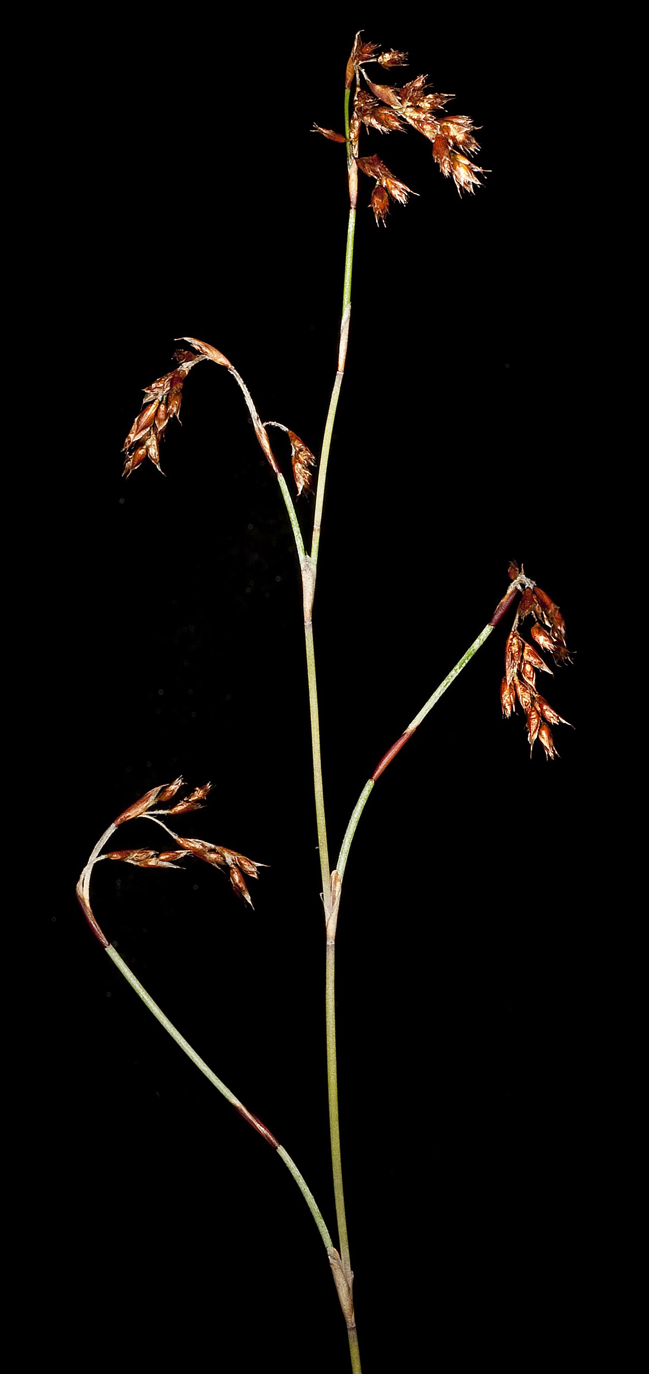 Leptocarpus coangustatus: KRT4718