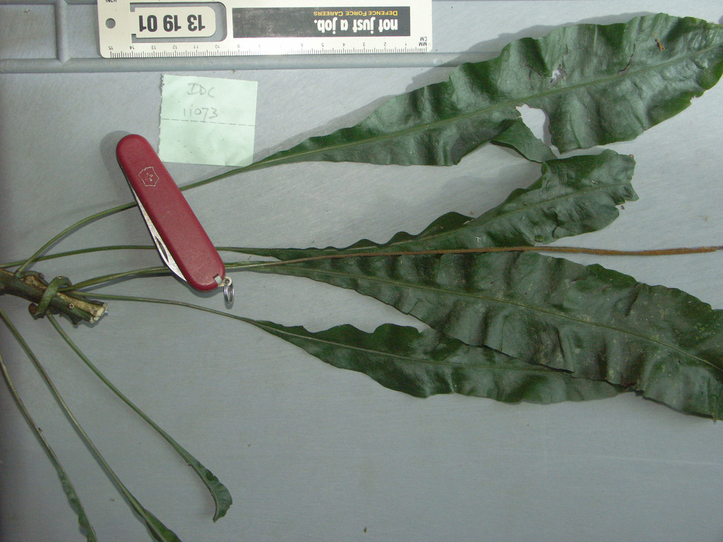 Leptochilus axillaris (Leptochilus axillaris)