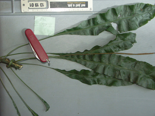 Leptochilus axillaris (Leptochilus axillaris)