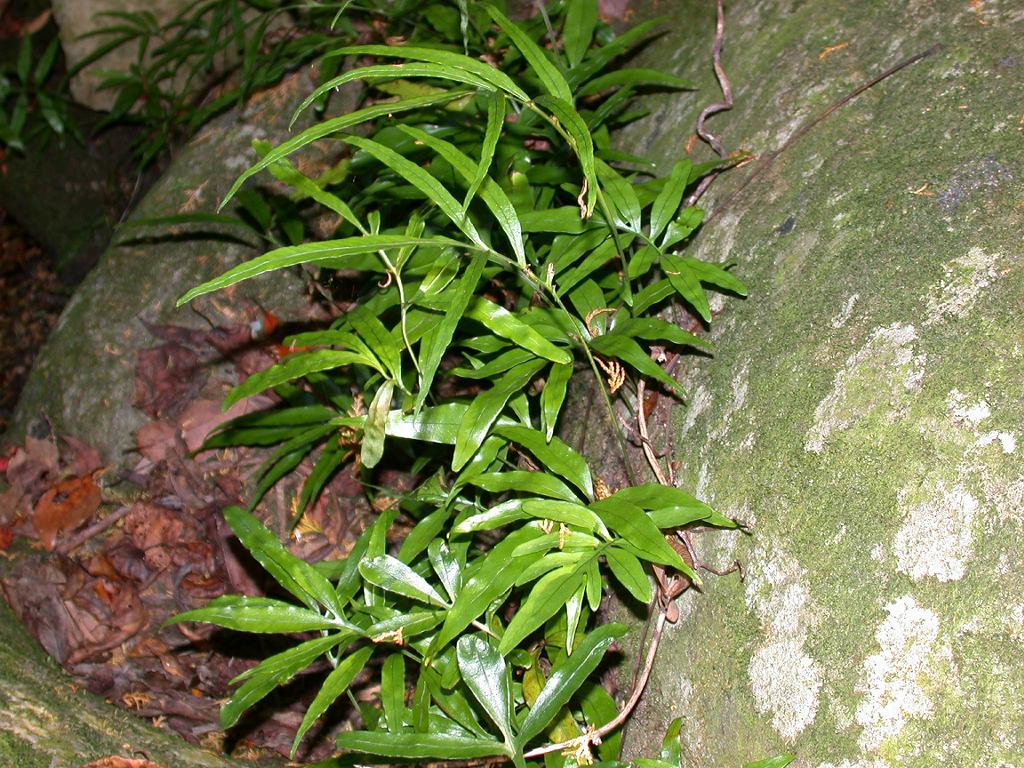 Leptochilus ellipticus: Colysis elliptica (Polypodiaceae) Japanese name:Iwahitode Date;2007,11,16;Susami town, Wakayama prefecture, Japan Author;Keisotyo