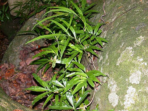 Leptochilus ellipticus: Colysis elliptica (Polypodiaceae) Japanese name:Iwahitode Date;2007,11,16;Susami town, Wakayama prefecture, Japan Author;Keisotyo