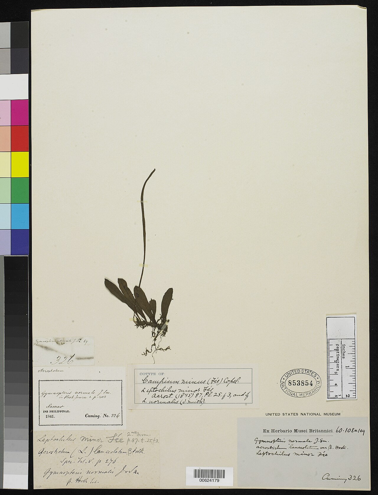 Leptochilus minor: Smithsonian NMNH - Botany Dept. Name: Leptochilus minor Fée Taxonomy: Plantae Pteridophyte Polypodiales Polypodiaceae Place: Philippines, Asia-Tropical Barcode: