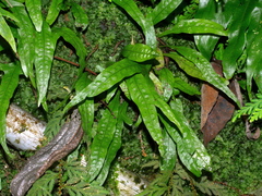 Leptochilus pteropus (Leptochilus pteropus)