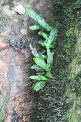 Leptochilus pteropus (Leptochilus pteropus)