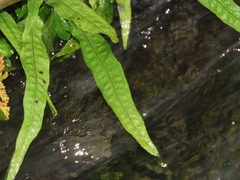 Leptochilus pteropus (Leptochilus pteropus)