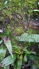 Leptochilus pteropus (Leptochilus pteropus)