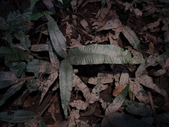 Leptochilus pteropus (Leptochilus pteropus)