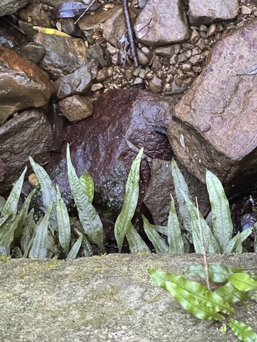Leptochilus pteropus (Leptochilus pteropus)