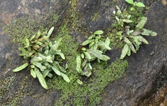 Leptochilus pteropus (Leptochilus pteropus)