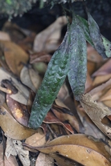 Leptochilus pteropus (Leptochilus pteropus)