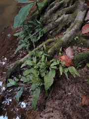 Leptochilus pteropus (Leptochilus pteropus)